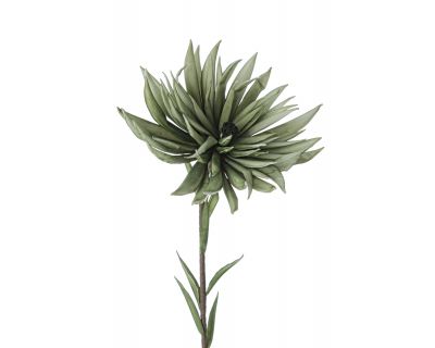Crisantemo verde h91