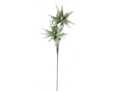 Aloe chinensis x2f verde h125