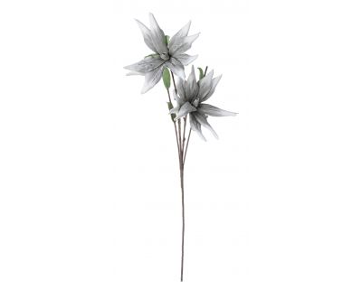Aloe chinensis x2f grigio h125