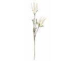 Aloe chinensis x2f bianco h125